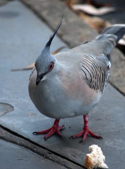 native-pigeon-3-alt