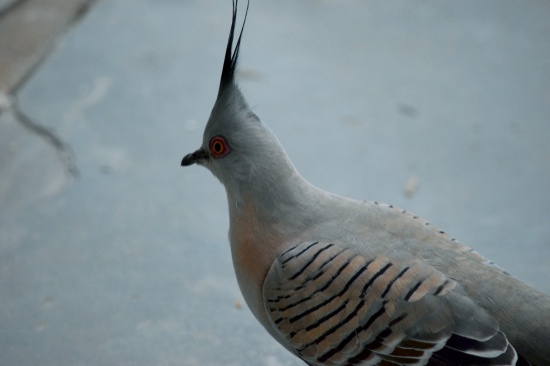 native-pigeon-1